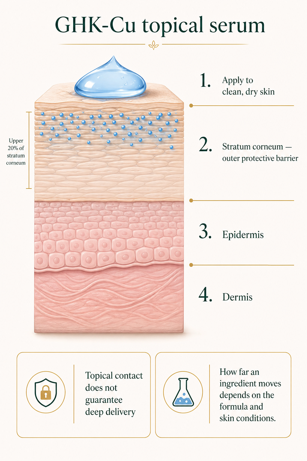 Educational cross-section of skin layers showing a blue GHK-Cu serum drop and molecule markers concentrated in the outer stratum corneum barrier.