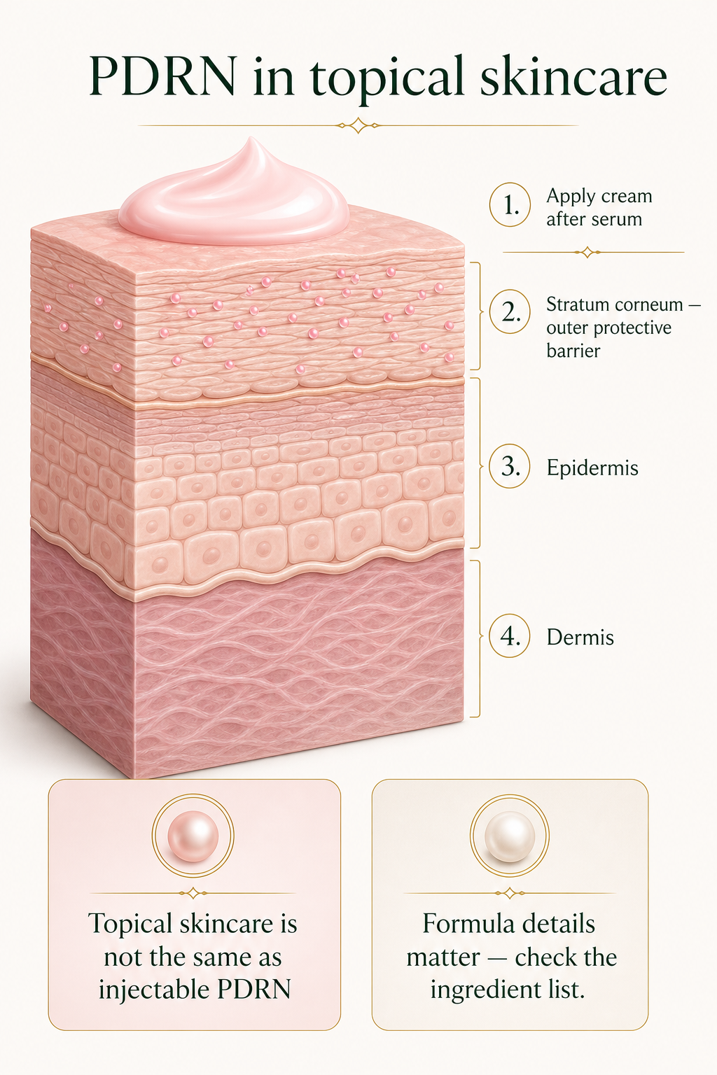 Educational cross-section of skin layers showing a pink topical cream and ingredient markers concentrated in the outer stratum corneum barrier.